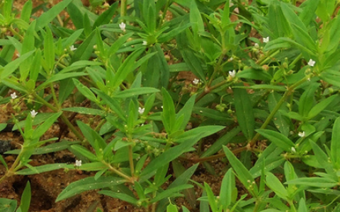 崂山白花蛇草水的主要功效 味道很奇葩但很热销 松果日记