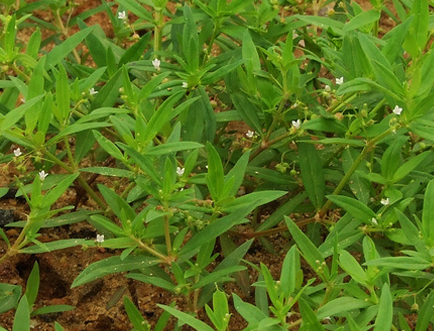 白花蛇草水你喝过吗？味道清奇，对身体极好，原料就是白花蛇舌草