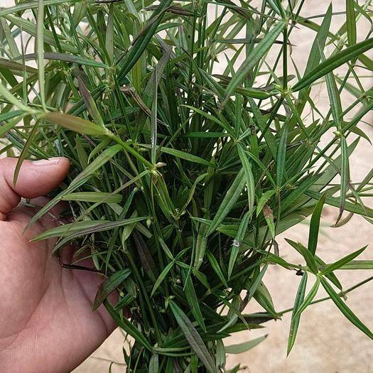白花蛇草水你喝过吗？味道清奇，对身体极好，原料就是白花蛇舌草