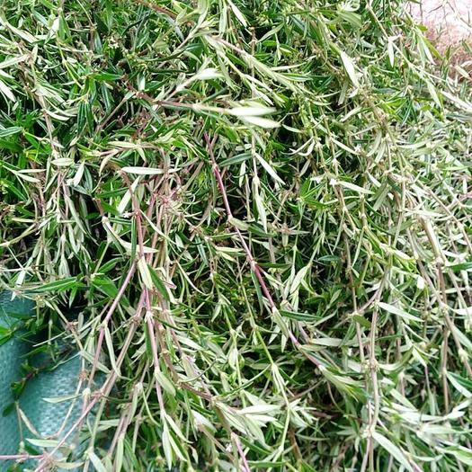 白花蛇草水你喝过吗？味道清奇，对身体极好，原料就是白花蛇舌草